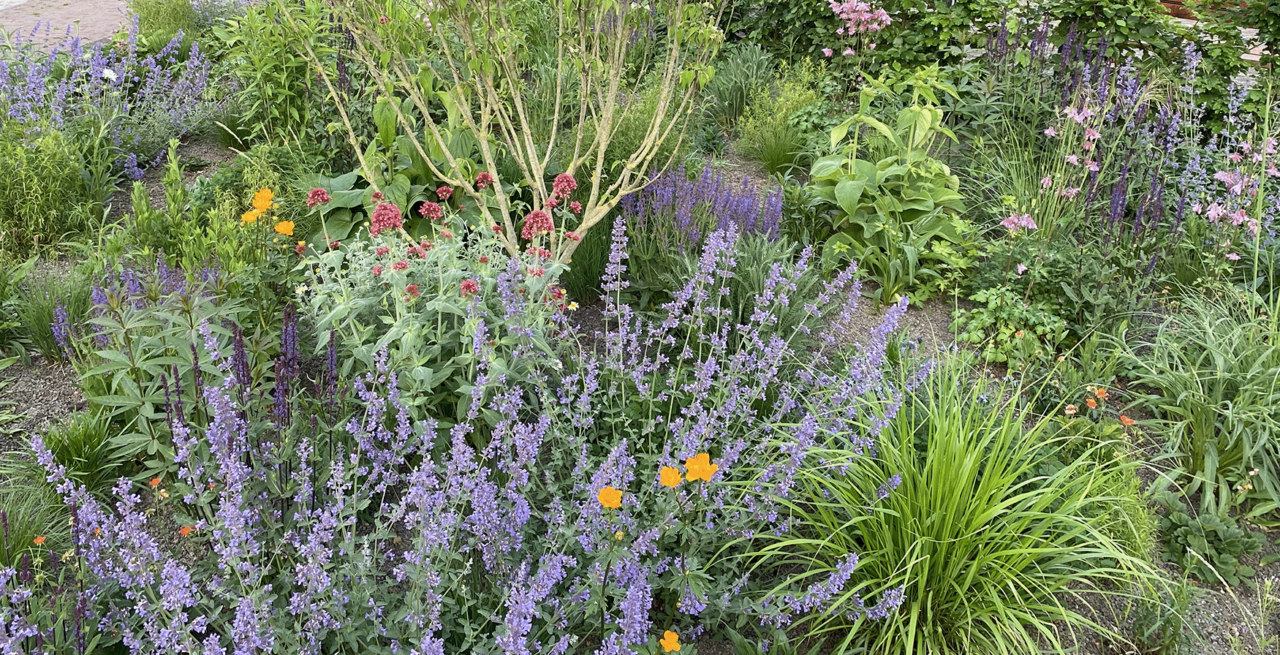 Prairiebeplanting: natuurlijk, kleurrijk én onderhoudsarm